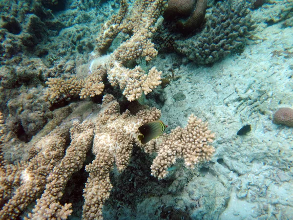 Sealife di Champagne Bay, Espiritu Santo, Vanuatu — Foto Stock