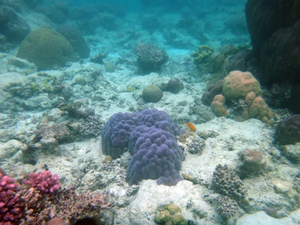 Sealife de Champagne Bay, Espiritu Santo, Vanuatu — Fotografia de Stock