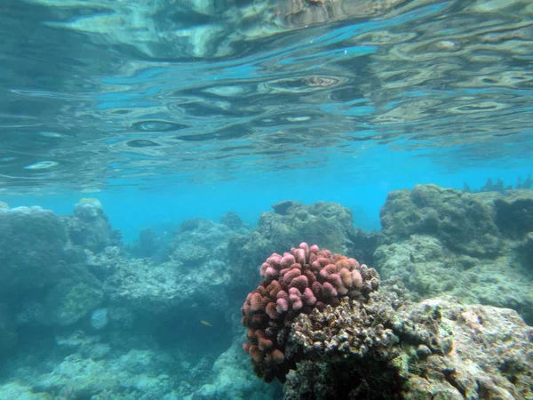 SeaLife de Champagne Bahía, Espiritu Santo, Vanuatu — Foto de Stock