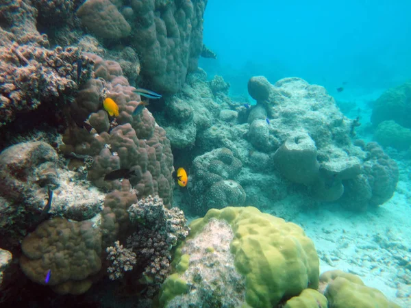 Sealife Champagne Bay, Espiritu Santo, Vanuatu — Stockfoto