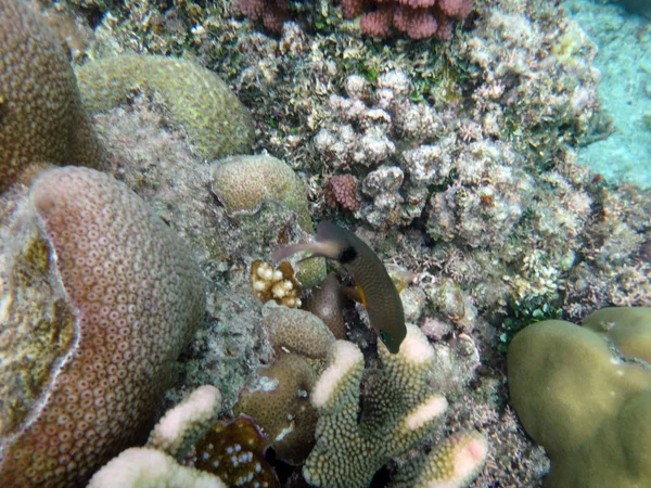 Sealife of Champagne Bay, Espiritu Santo, Vanuatu — Stock Photo, Image