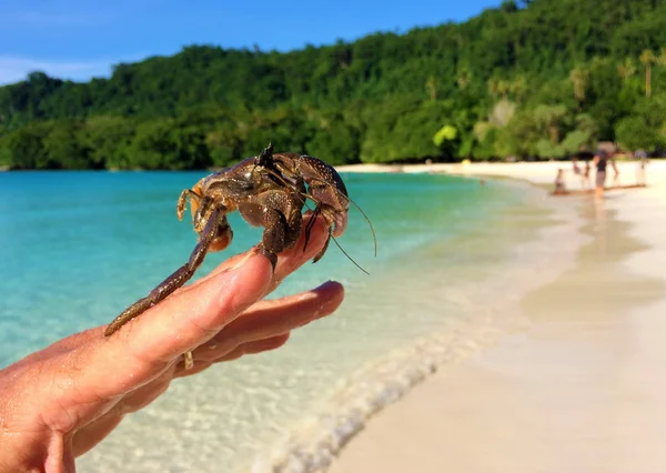 Eremitkräfta Utan Skal Champagne Bay Espiritu Santo Vanuatu — Stockfoto