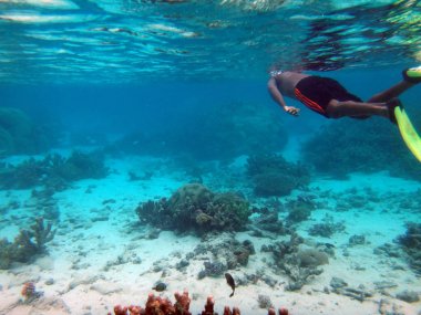 SeaLife gizem adanın Aneityum, Vanuatu Cumhuriyeti