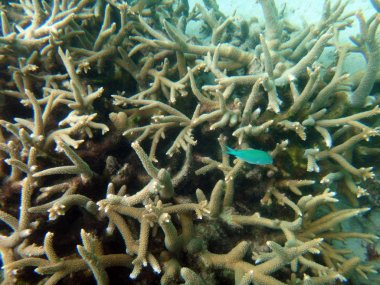 SeaLife gizem adanın Aneityum, Vanuatu Cumhuriyeti