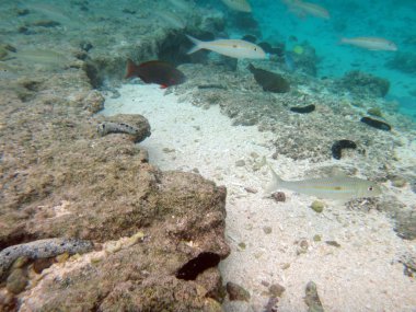 SeaLife gizem adanın Aneityum, Vanuatu Cumhuriyeti