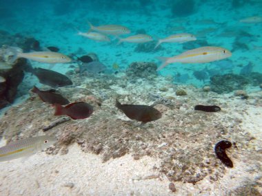 SeaLife gizem adanın Aneityum, Vanuatu Cumhuriyeti