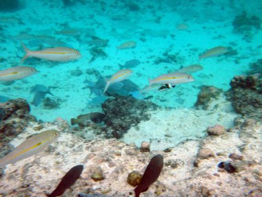 SeaLife gizem adanın Aneityum, Vanuatu Cumhuriyeti