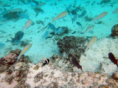 SeaLife gizem adanın Aneityum, Vanuatu Cumhuriyeti
