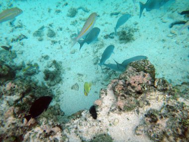 SeaLife gizem adanın Aneityum, Vanuatu Cumhuriyeti