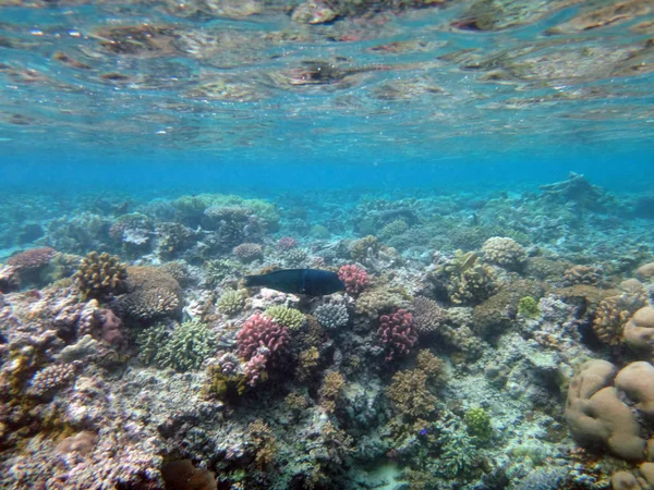 Vida marina de la isla del misterio, Aneityum Vanuatu — Foto de Stock