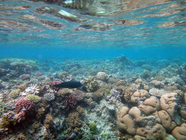 Vida marinha da ilha do mistério, Anatom, Vanuatu — Fotografia de Stock