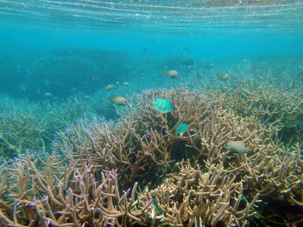 Vida marina de la isla del misterio, Aneityum Vanuatu — Foto de Stock