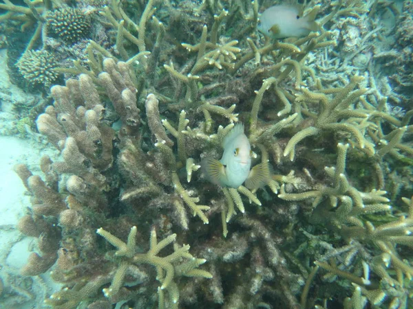 Sealife of Mystery Island, Aneityum, Vanuatu — Photo