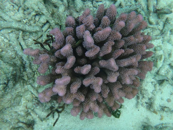 SeaLife van Mystery Island, Aneityum, Vanuatu — Stockfoto