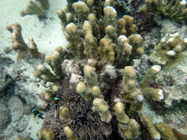 SeaLife gizem adanın Aneityum, Vanuatu Cumhuriyeti — Stok fotoğraf