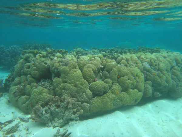 Vida marina de la isla del misterio, Aneityum Vanuatu — Foto de Stock