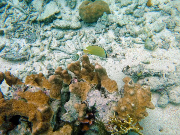 Sealife of Mystery Island, Aneityum, Vanuatu — Photo