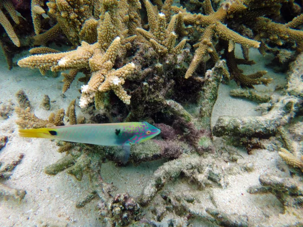 SeaLife van Mystery Island, Aneityum, Vanuatu — Stockfoto