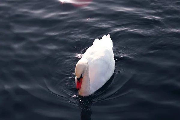 Schwan auf dem Wasser — Stockfoto