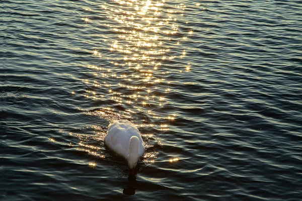 Valkoinen joutsen järvellä — kuvapankkivalokuva