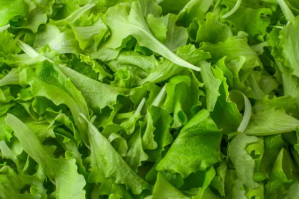 Friss zöld saláta saláta háttér — Stock Fotó