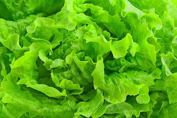 Fresco verde lattuga insalata sfondo — Foto Stock