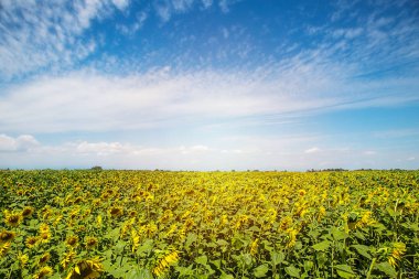 Ayçiçeği ve mavi gökyüzünde güneş