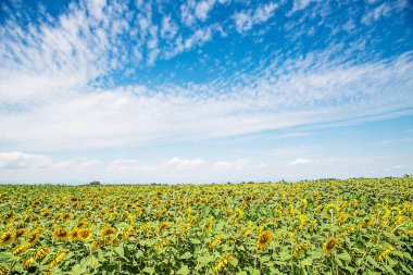 Manzara güzel bir mavi gökyüzü ile ayçiçeği alanının