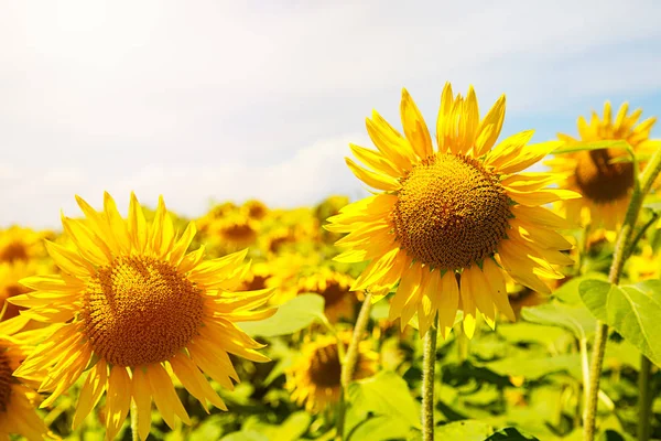 Ayçiçeği güneşli bir ayçiçeği alanı