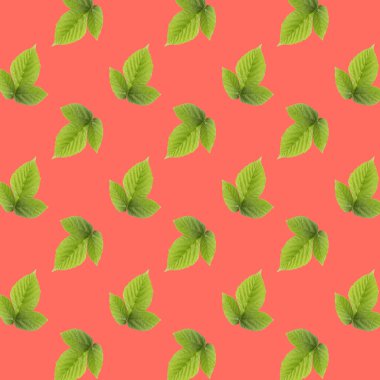 Mercan rengi dokusunda izole edilmiş taze olgun meyve deseni