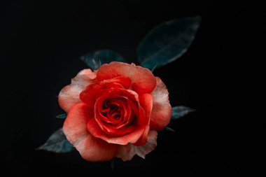 Siyah kağıt yüzeyde en üstteki gül çiçeği