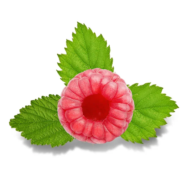 Three raspberry fruits with leaves isolated on white — Stock Photo, Image