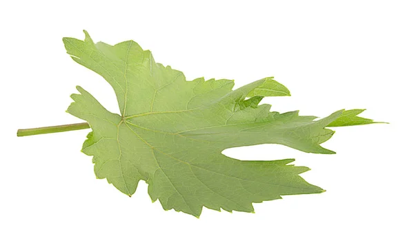 Лист винограду з відсічним контуром ізольований на білому — стокове фото