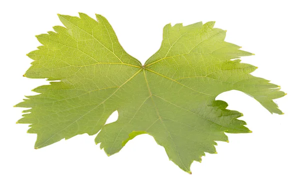 Лист винограду з відсічним контуром ізольований на білому — стокове фото