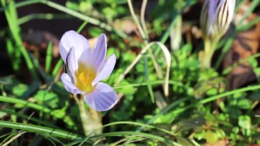 Kar eriyor ve çiçek açıyor.