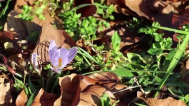 Kar eriyor ve çiçek açıyor.