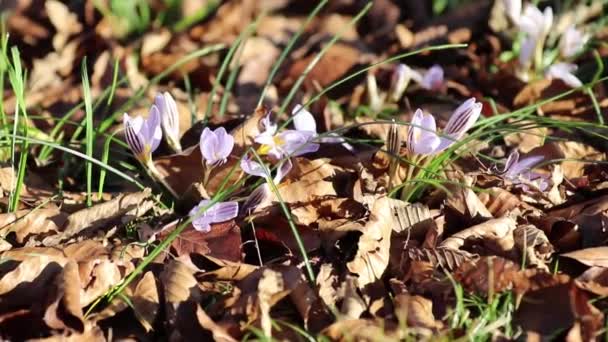 Schneeschmelze und Krokusblüte — Stockvideo