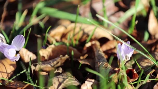 Roztapianie śniegu i kwitnący kwiat krokusa — Wideo stockowe