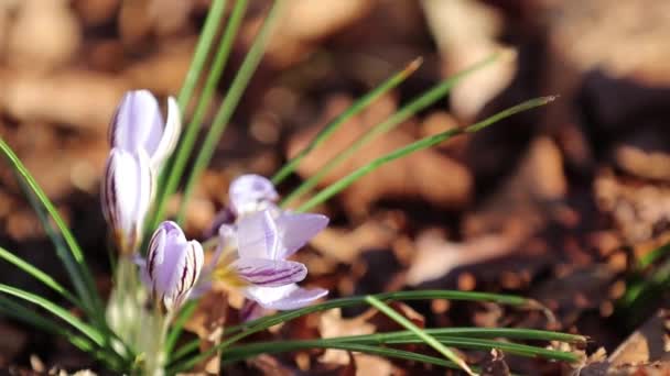 Sneeuw smelten en krokus bloem bloeien — Stockvideo