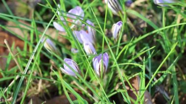 Kar eriyor ve çiçek açıyor.