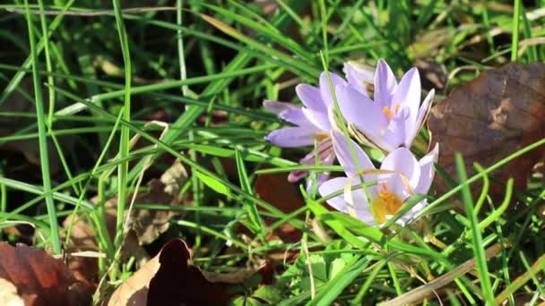 Schneeschmelze und Krokusblüte — Stockvideo