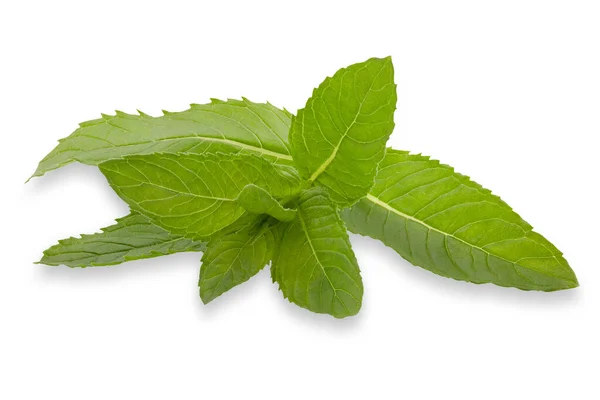 Terisolasi Herbal Segar Daun Mint Segar Pada Latar Belakang Putih — Stok Foto