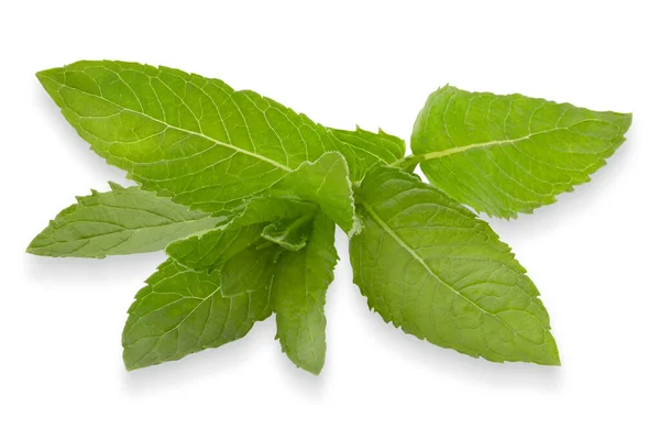 Hierbas Aisladas Hojas Menta Verde Con Sombra Sobre Fondo Blanco —  Fotos de Stock