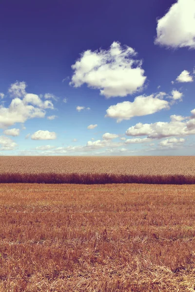 Harvested field and blue sky