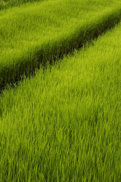 Campo de arroz verde —  Fotos de Stock