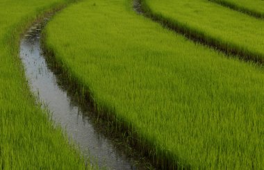 Yeşil pirinç tarlası