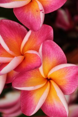 pembe plumeria çiçekler