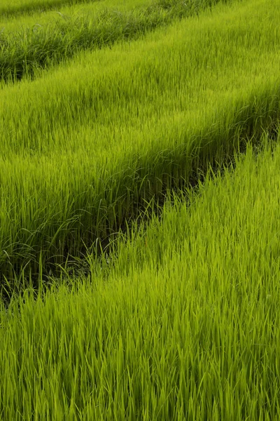 Campo de arroz verde —  Fotos de Stock