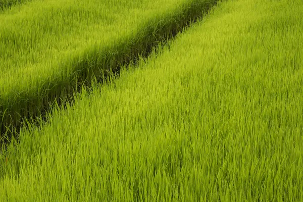Yeşil pirinç tarlası