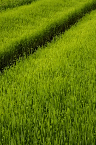 Yeşil pirinç tarlası